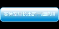 實驗室里長出的干細胞培育“人造肉”，你敢吃嗎？