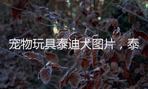 寵物玩具泰迪犬圖片，泰迪狗狗玩具型能長(zhǎng)多大