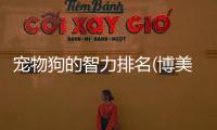寵物狗的智力排名(博美智力排名第幾)