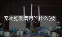 寵物狗剛滿月吃什么(被寵物狗咬了需要注意什么)