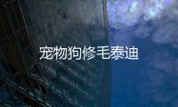 寵物狗修毛泰迪