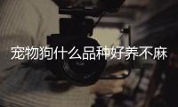 寵物狗什么品種好養不麻煩？寵物狗什么品種好養不費錢