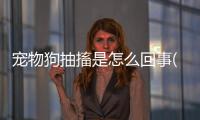 寵物狗抽搐是怎么回事(寵物狗叫是怎么回事)