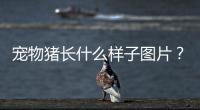 寵物豬長什么樣子圖片？寵物豬的樣子