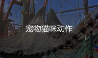 寵物貓咪動(dòng)作