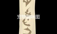 寵物貓咪圖