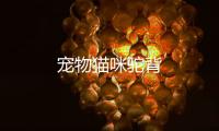 寵物貓咪駝背