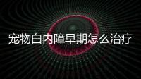 寵物白內障早期怎么治療好？寵物白內障的原因和類型