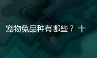 寵物兔品種有哪些？ 十大寵物兔品種
