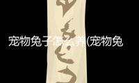 寵物兔子怎么養(yǎng)(寵物兔子怎么驅(qū)蟲)