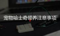 寵物哈士奇領養注意事項  寵物哈士奇領養流程