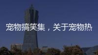 寵物搞笑集，關于寵物熱點搞笑事件詳細情況