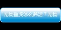 寵物壁虎怎么養活？寵物壁虎怎么養殖