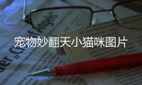 寵物妙翻天小貓咪圖片