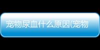 寵物尿血什么原因(寵物尿血)