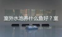 室外水池養什么魚好？室外水池養什么魚好看又好養