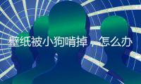 壁紙被小狗啃掉，怎么辦，能用什么辦法粘上去？ 狗狗 壁紙