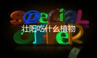 壯陽吃什么植物