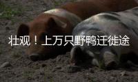 壯觀！上萬只野鴨遷徙途中停歇湖北江陵