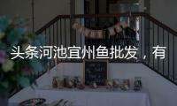 頭條河池宜州魚批發，有關河池宜州野魚圖片的詳情