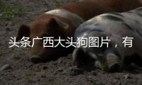 頭條廣西大頭狗圖片，有關河池大頭狗的詳情