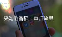 夾溝老香稻：重歸故里 長(zhǎng)勢(shì)良好