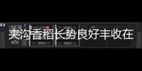 夾溝香稻長勢良好豐收在即