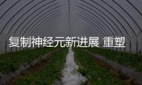 復制神經元新進展 重塑人工智能和自動駕駛