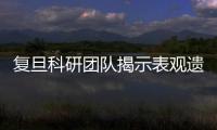復旦科研團隊揭示表觀遺傳調控植物根細胞分化的分子機制
