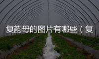 復(fù)韻母的圖片有哪些（復(fù)韻母有哪些字母圖片）