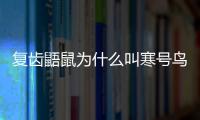復齒鼯鼠為什么叫寒號鳥？ 鼯鼠為什么叫寒號鳥