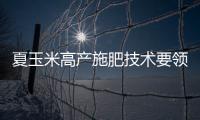 夏玉米高產施肥技術要領