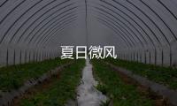 夏日微風
