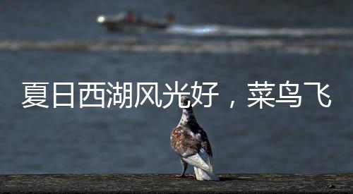 夏日西湖風光好，菜鳥飛出新高度