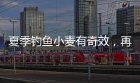 夏季釣魚小麥有奇效，再加一物讓效果翻倍，愛釣魚的你別錯(cuò)過