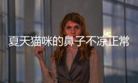 夏天貓咪的鼻子不涼正常嗎？夏天貓咪的鼻子不涼怎么回事