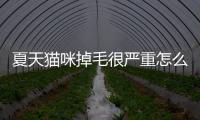 夏天貓咪掉毛很嚴重怎么辦(夏天貓咪睡什么窩)