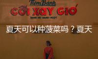 夏天可以種菠菜嗎？夏天菠菜為什么難種植？