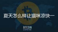夏天怎么樣讓貓咪涼快一點？夏天怎么能讓貓咪涼快點