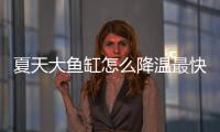 夏天大魚缸怎么降溫最快？夏天魚缸怎樣降溫