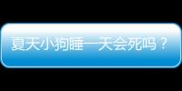 夏天小狗睡一天會死嗎？小狗睡一天正常嗎