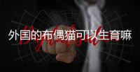 外國的布偶貓可以生育嘛視頻(國外的布偶貓多少錢)