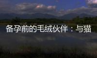 備孕前的毛絨伙伴：與貓咪建立情感基礎(chǔ)，促進(jìn)孕育準(zhǔn)備