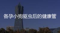 備孕小狗驅蟲后的健康管理指南及常見誤區揭秘