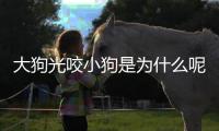 大狗光咬小狗是為什么呢(大狗光咬小狗是為什么原因)