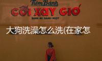 大狗洗澡怎么洗(在家怎么給狗洗澡)