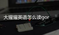 大猩猩英語怎么讀gorilla（大猩猩英語）