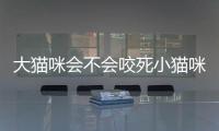 大貓咪會(huì)不會(huì)咬死小貓咪(夢(mèng)見(jiàn)好多貓咪和小貓咪)