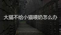 大貓不給小貓喂奶怎么辦？大貓不給小貓喂奶是為什么