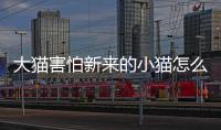 大貓害怕新來的小貓怎么辦(大貓見了小貓為什么會害怕)